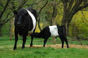 mother and calf