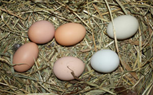 eggs