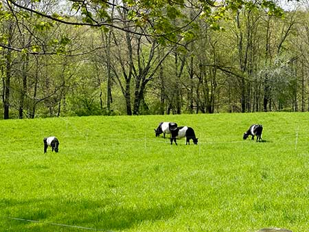 cows
