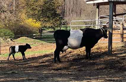 Abbey of Regina Laudis: Dairy